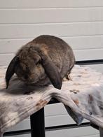 Mooi mannetjes konijn, Dieren en Toebehoren, Konijnen, Mannelijk, Groot, Hangoor, 0 tot 2 jaar