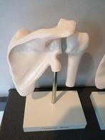 ANATOMISCHE MODELLEN VOLTAREN GEIGY KUNSTSTOF 20X12 CM., Ophalen of Verzenden
