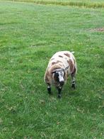 Beste ram- en ooilammeren., Dieren en Toebehoren, Schapen, Geiten en Varkens, Meerdere dieren, Schaap, 0 tot 2 jaar