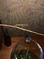 Wandelende takken, Dieren en Toebehoren, Insecten en Spinnen, Wandelende tak