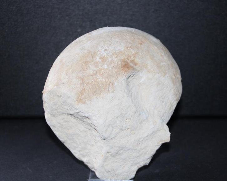 Nautilus Boven-Krijt, Verzamelen, Mineralen en Fossielen, Fossiel, Ophalen of Verzenden