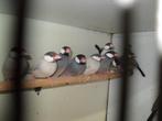leuke vogeltjes, Dieren en Toebehoren, Meerdere dieren, Tropenvogel