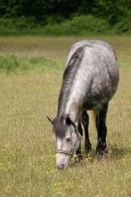 Gezocht weide + stalling voor paarden & shetlander, Weidegang, 2 of 3 paarden of pony's