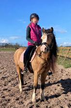 Ruitertje gezocht voor Welshpony, Dieren en Toebehoren, Ophalen of Verzenden