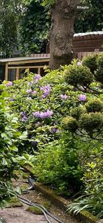 Grote rhododendron Struik, Tuin en Terras, Planten | Tuinplanten, Vaste plant, Halfschaduw, Lente, Ophalen