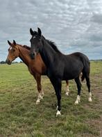 Gelderse zwarte en bonte merrie tevens drachtige KWPN, Dieren en Toebehoren, Paarden, Merrie, Gechipt, Niet van toepassing, Dressuurpaard