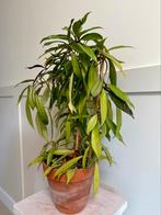 Hoya Pubicalyx Splash, Huis en Inrichting, Kamerplanten, Ophalen, Overige soorten, Minder dan 100 cm