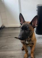 - JAX -  Mechelse herder x Hollandse herder + Toebehoren, Parvo, Reu, 8 tot 15 weken, Eén hond