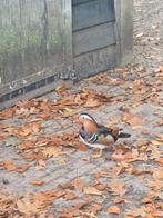 set Caroline eenden, mandarijn eend, Dieren en Toebehoren, Pluimvee, Meerdere dieren, Eend