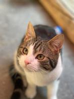 4 lieve katten 2 halve britse kort haar, Dieren en Toebehoren, Katten en Kittens | Overige Katten, Poes