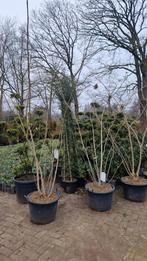 Albizia Julibrissin Ombrella XXL - Perzische slaapboom, Dakboom, 250 tot 400 cm, Zomer, Ophalen