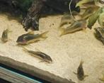Kweek groep Corydoras goldstripe, Dieren en Toebehoren, Vissen | Aquariumvissen, Vis