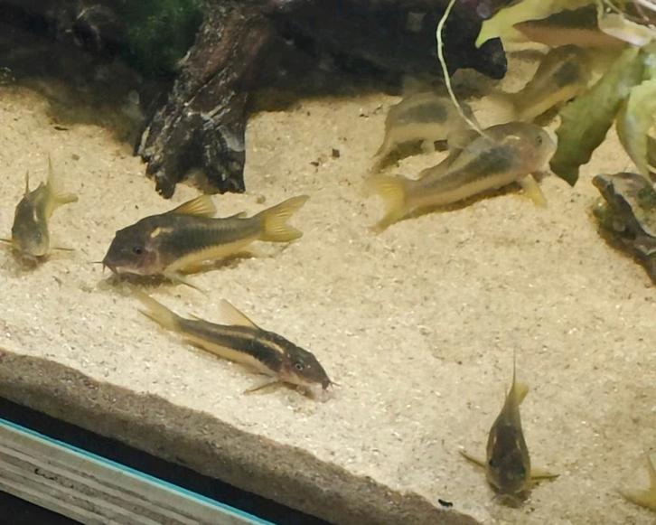 Kweek groep Corydoras goldstripe, Dieren en Toebehoren, Vissen | Aquariumvissen, Vis