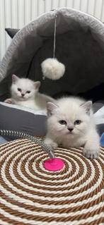 Zeldzame britse Lynxpoint kittens – geboren 9 februari 🤍, Dieren en Toebehoren, Meerdere dieren, 0 tot 2 jaar