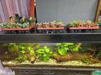Terrarium planten, Dieren en Toebehoren, Reptielen en Amfibieën, 0 tot 2 jaar