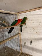 Koningsparkieten, Dieren en Toebehoren, Vogels | Parkieten en Papegaaien, Meerdere dieren, Parkiet, Geringd