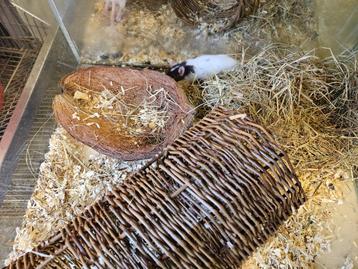 Rattus norvegicus Kleur Rat beschikbaar voor biedingen