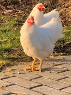 Wyandotte kriel hanen, Dieren en Toebehoren, Pluimvee, Mannelijk, Kip