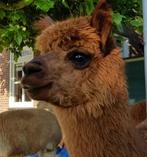 Alpaca merries, Dieren en Toebehoren, Overige Dieren, Vrouwelijk, Voor 1 juli 2024