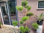 Pinus sylvestris  grote, Ophalen, Volle zon, Overige soorten