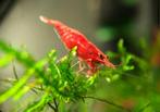 Red Sakura garnalen | Neocaridina shrimps rood, Kreeft, Krab of Garnaal