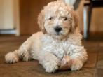 Labradoodle puppies, Rabiës (hondsdolheid), 8 tot 15 weken, Meerdere, Meerdere dieren