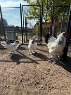 Brahma kweektoom zwart-wit, Dieren en Toebehoren, Meerdere dieren, Kip