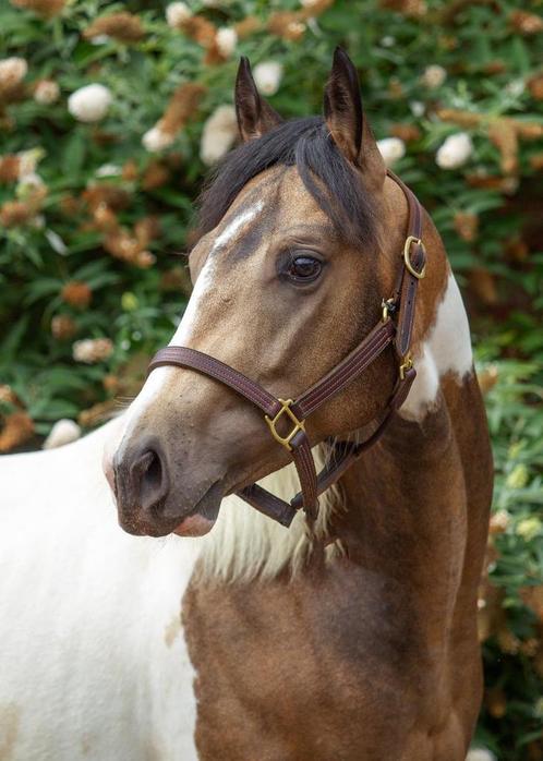 3 jarige paint ruin, Dieren en Toebehoren, Paarden, Ruin, 3 tot 6 jaar