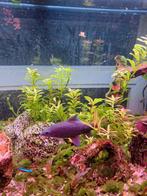 Gratis af te halen vuurstaartlabeo zoekt 6 soortgenoten., Ophalen