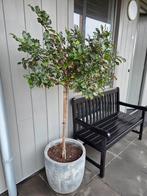 Hulst op stam in grijze pot, Ophalen, Vaste plant, Overige soorten, Volle zon