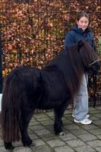 ❤️Prachtige zwarte chique stamboek-merrie❤️, Dieren en Toebehoren, Pony's, Merrie, Gechipt, Zadelmak, A pony (tot 1.17m)