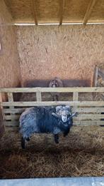 Ouessant ram, zwartschimmel, Dieren en Toebehoren, Mannelijk, Schaap