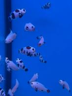Designer clownvissen, Dieren en Toebehoren, Vissen | Aquariumvissen, Vis, Zoutwatervis, Schoolvis
