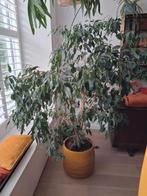 Te koop Ficus plant, Huis en Inrichting, Kamerplanten, Ophalen, Ficus, Halfschaduw, Minder dan 100 cm