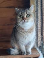 Brits korthaar poes met stamboom., Dieren en Toebehoren