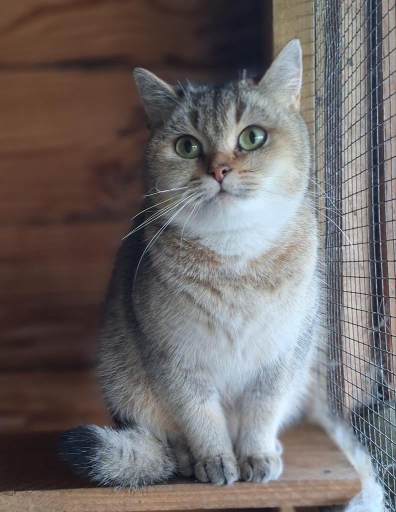 Brits korthaar poes met stamboom., Dieren en Toebehoren, Katten en Kittens | Dekkaters