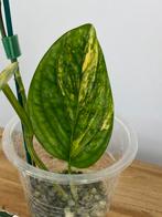 Monstera Karsentianum “Peru” Variegata, Ophalen of Verzenden, Halfschaduw, Minder dan 100 cm