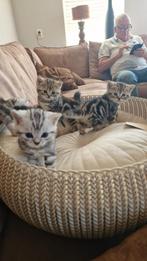 Britse korthaar kittens, Dieren en Toebehoren, Katten en Kittens | Raskatten | Korthaar, Meerdere dieren, Ontwormd, 0 tot 2 jaar