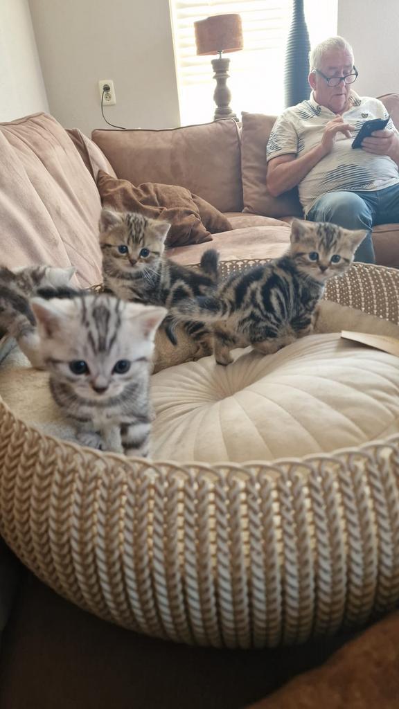 Britse korthaar kittens, Dieren en Toebehoren, Katten en Kittens | Raskatten | Korthaar, Meerdere dieren, 0 tot 2 jaar, Ontwormd