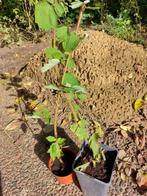 japanse wijnbes, heerlijk fruitig!, Ophalen, Overige soorten, Struik, 100 tot 250 cm