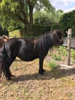 4-jarige zwarte merrie te koop, Dieren en Toebehoren, Pony's, Merrie, Gechipt, Niet van toepassing, A pony (tot 1.17m)