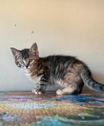 Kittens maine coon, Meerdere dieren