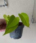 Epipremnum ‘ Golden Pothos ‘ ( Meon ). Foto #2- Moederplant., Huis en Inrichting, Kamerplanten, Ophalen of Verzenden, Halfschaduw