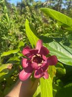 Calycanthus 'Aphrodite', Ophalen, Zomer, Overige soorten, Volle zon