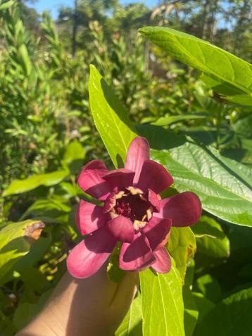 Calycanthus 'Aphrodite' beschikbaar voor biedingen