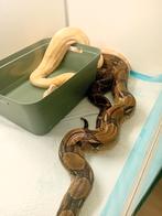 Koppel boa's te koop, Dieren en Toebehoren, Slang, 7 tot 10 jaar