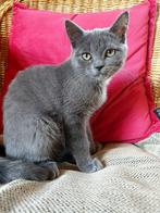 Toppie Grey Kitten, Dieren en Toebehoren, Poes, Ontwormd, 0 tot 2 jaar
