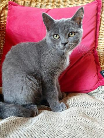 Toppie Grey Kitten  beschikbaar voor biedingen