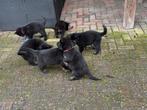 Te koop herder pup, Dieren en Toebehoren, Honden | Herdershonden en Veedrijvers, Teef, Meerdere, Herder, Nederland