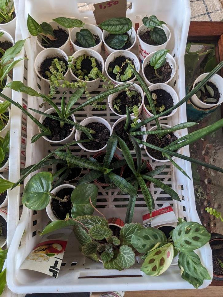 Heul veel stekjes 0,50 - 2,50, Huis en Inrichting, Kamerplanten, Minder dan 100 cm, Halfschaduw, Ophalen of Verzenden